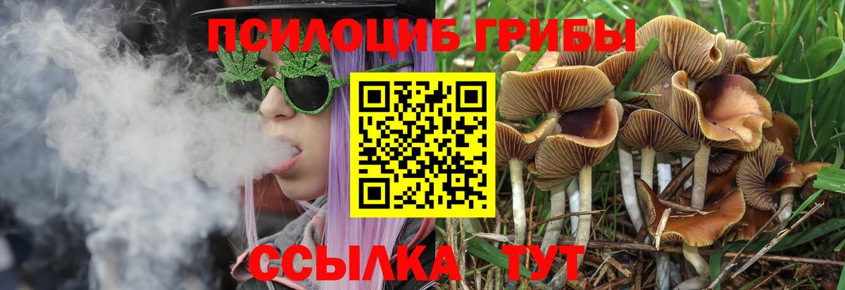 Искитим  Псилоцибиновые грибы Psilocybe  Вход с VPN  Псилоцибиновые грибы Psilocybine cubensis 